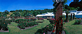 Lady Norwood Rose Garden in Wellington Botanic Gardens, Wellington, North Island, New Zealand