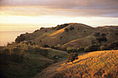 Hills at Sunset near Manaia, Coromandel Peninsula, North Island New Zealand