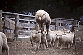 Sheep Herd, near Queenstown, South Island New Zealand