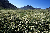 Field near Bolungarvik, Iceland