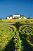 Grape-vines in front of Castle Johannisberg, Rheingau, Rhine, Hesse, Germany