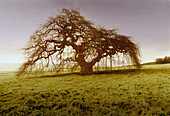 Beech tree circa 400 years old, Lower Saxony, Germany