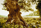 Oak tree circa 800 years old, North Rine-Westphalia, Germany