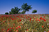 Fieldflowers, Mecklenburg Lake District, Mecklenburg-Western Pomerania, Germany