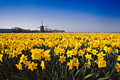 Field full of yellow daffodils, Leiden, Netherlands