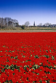 Tulipfield, De Zilk Netherlands