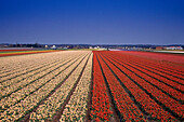 A tulip field near Noordwijk, Netherlands