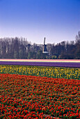 Fields full of flowers, Keukenhof, Lisse, Netherlands