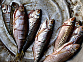Fish, Palenque, Colombia, South America
