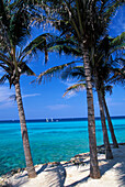 Palm beach of Melia Hotel, Varadero, Cuba, Caribbean, America