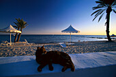 Cat at the Beach, Club Med Jerba La Douce Djerba, Tunesia
