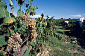 Harvest Penedes Spain, Harvest, red wine grapes, Sant Sadurni d«Anola, Penedes, Catalonia, Spain