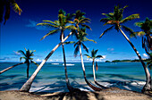 Palm trees along the beach at Playa Cacao in Las Terrenas, Samana Peninsula, Dominican Republic, Antilles, Caribbean