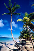 Palmenstrand und Bucht, Playa Cacao in Las Terrenas, Samana Peninsula, Dominican Republic, Antillen, Karibik