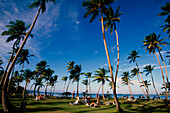 Sky, People, Palm Trees, Casa Marina Bay Resort in Las Galeras, Dominican Republic