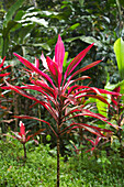 Pflanzen auf Kaffeeplantage, La Griveliere, Maison de Café, Vieux-Habitants, Basse-Terre, Guadeloupe, Karibik, Amerika