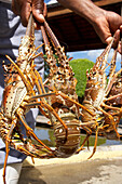 Lobsters, Hotel La Toubana, Sainte-Anne, Guadeloupe, Caribbean, America