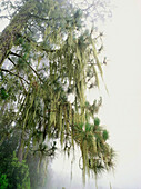 Hängende Flechten auf einer kanarischen Kiefer, Lat. Pinus canariensis, Nebelwald, Orotava-Tal, Teide Nationalpark, Teneriffa, Kanarische Inseln, Spanien