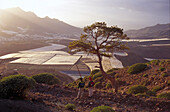 Two hikers, Wildlife park Tamadaba, Gran Canaria, Canary Islands, Spain