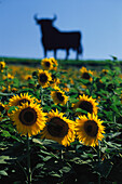 Sonnenblumenfeld und Silhouette eines Stiers im Sonnenlicht, Cadiz, Andalusien, Spanien, Europa