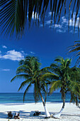 Palmenstrand mit Strandliegen, Karibikküste südlich von Tulum, Quintana Roo, Halbinsel Yucatán, Mexiko