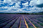Lavendelfeld, Provence Frankreich, Europe