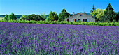 Lavendelfeld und Landhaus im Sonnenlicht, Alpes-de-Haute-Provence, Provence, Frankreich, Europa