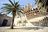 Square with palm tree in front of the Cathedral La Seu, Palma, Majorca, Spain