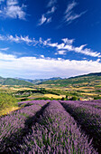 Tal mit Lavendelfeldern unter Wolkenhimmel, Drome, Provence, Frankreich, Europa