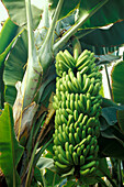 Banananenplantage, Gran Canaria, Kanarische Inseln, Spanien