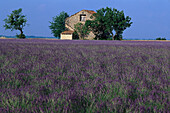 Lavendelfeld mit Haus im Sonnenlicht, Alpes-de-Haute-Provence, Provence, Frankreich, Europa