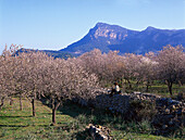 Rest, Serra Tramuntana, Almond blosson Mallorca, Spain