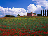 Country House ad poppy field, Val d´Orcia, Tuscany, Italy