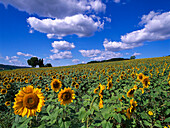 Sonnenblümenfeld, Chianti, Toskana, Italien