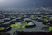 Cultivation, Volcanic fields, La Geria, Lanzarote, Canary Islands, Spain