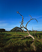 Landscape with trees at wetlands, Llanos Occidentales, Venezuela, South America, America
