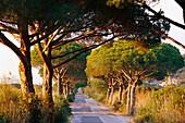 Pine Avenue, Parco Naturale di Maremma Tuscany, Italy