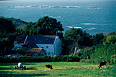 Haus, Kuehe, St.Pierre du Bois, Guernsey, Kanalinseln Grossbritannien