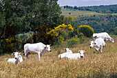Weiße Kühe in der nähe von Sant Antimo, Toskana, Italien