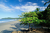 Idyllic beach in the sunlight, Playa Espadilla, Manuel Antonio, Costa Rica, Central America, America