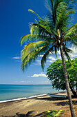 Menschenleerer Strand mit Palme, Playa de Tarcoles, Jaco, Costa Rica, Mittelamerika, Amerika