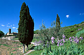 Irises and Cypresses, Chianti, Tuscany, Italy