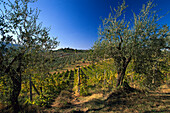 Vineyards and olive trees, Typical Landscape, San Gimignano, Toscana, Italy