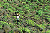Bauer mit Korb, Futterpflanzen, Spain Canary Islands
