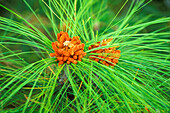 Kanarische Kiefer, Pinus canariensis, Kanaren, Spanien