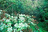 Lorbeerwald Los Tilos, Barranco de Moya, Kanaren, Spanien