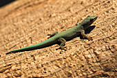Gecko, Madagascar