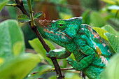 Parsons Chameleon, Perinet, Madagascar
