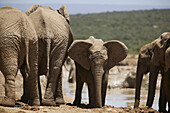 Afrikanische Elefantenherde, Addo Elephant Park, Eastern Cape, South Africa, Afrika