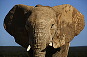 Afrikanischer Elefant, Addo Elephant Park, Ostkap, Südafrika, Afrika